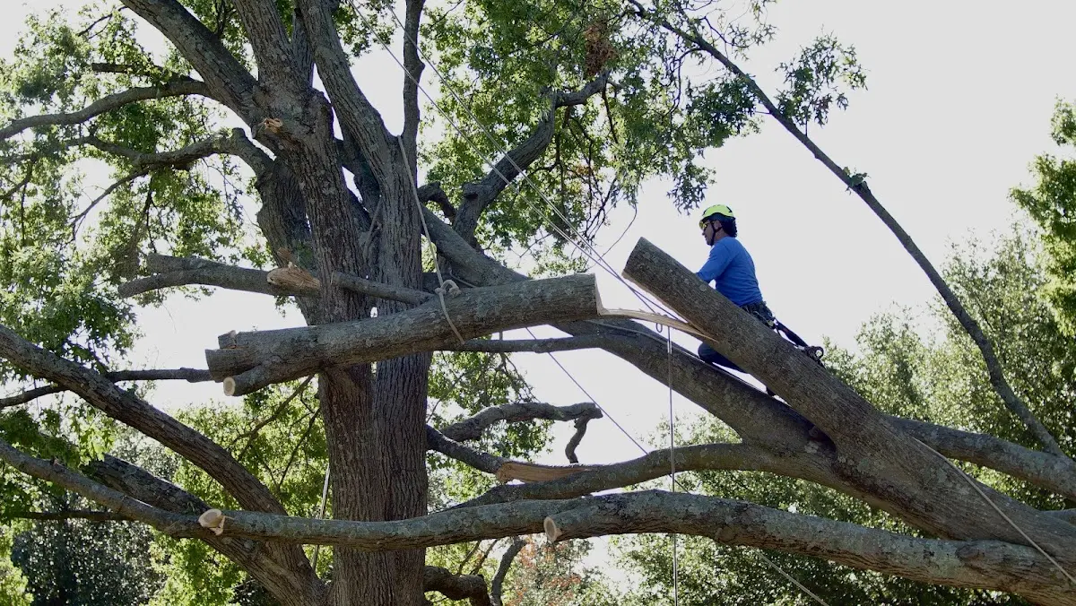 Professional Crown Thinning performed by certified arborists in Shipman